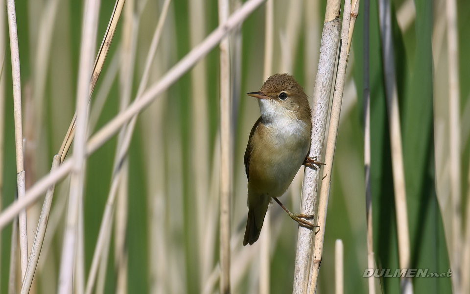 Marsh Warbler (Acrocephalus palustris)